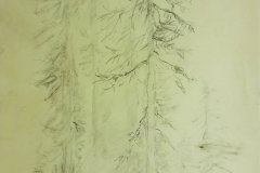 f54 Alberi a S. Martino 1979 30x40